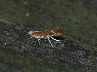 Cameraria quercivorella